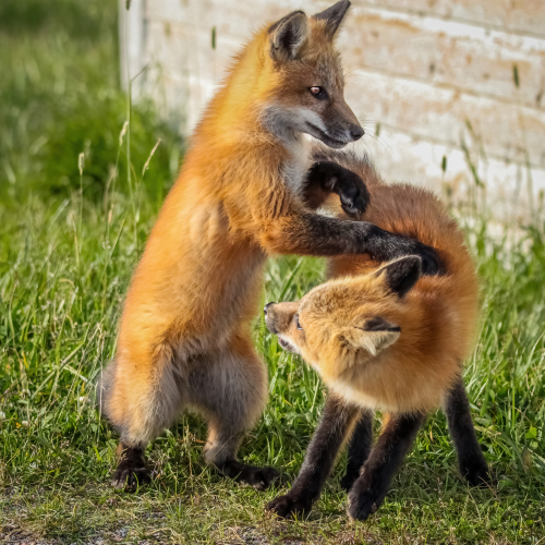 Frolicking Kits