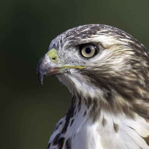 Red Tailed Hawk Close-Up