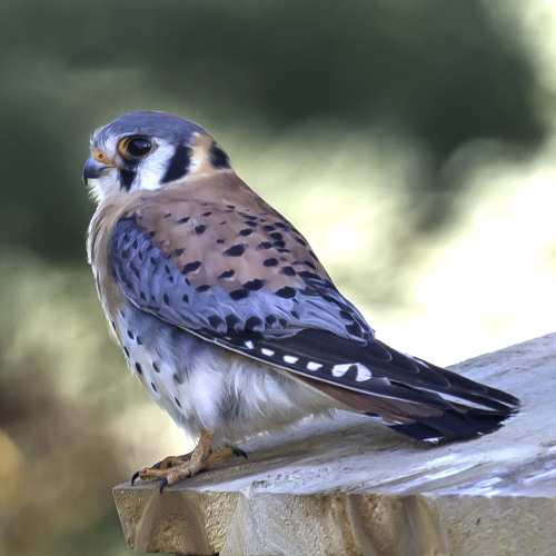 American Kestrel colours