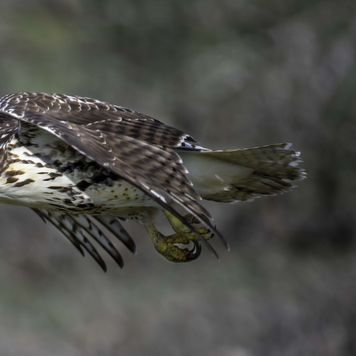 Red Tailed Hawk on the Hunt