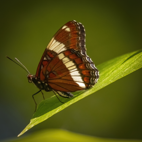 Admiral Butterly
