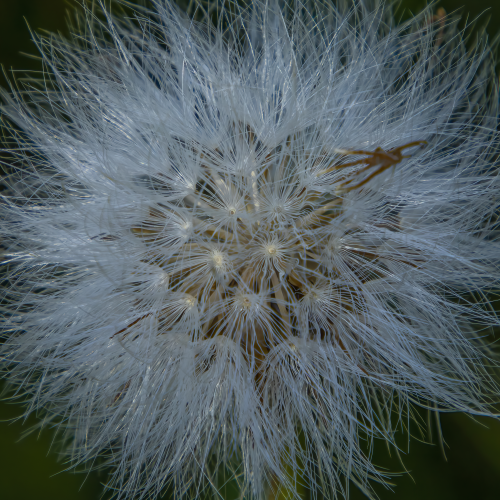 Bad Hair Day