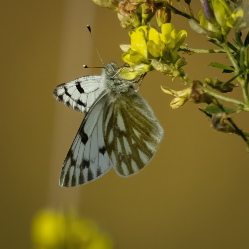 Checkered White Butterfly