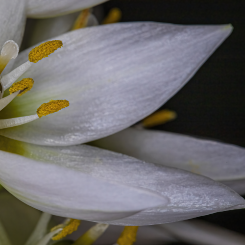 Delicate Petals