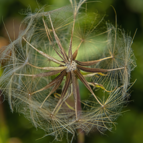 Gone to Seed