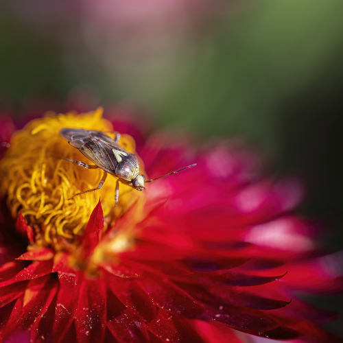 Miridae Plant Bug