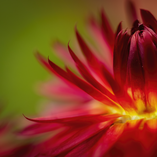 The Fire Within