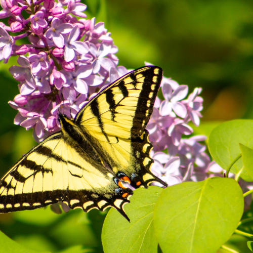 Swallowtail Butterfly