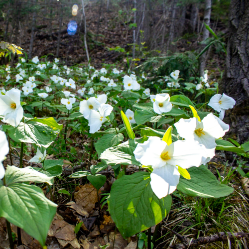 Trilliums 