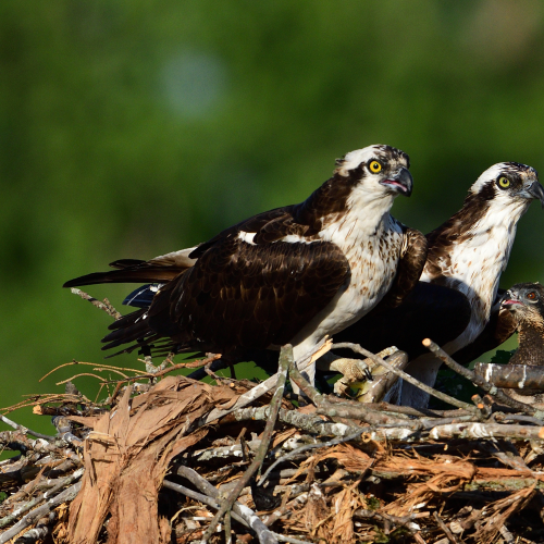 Osprey family