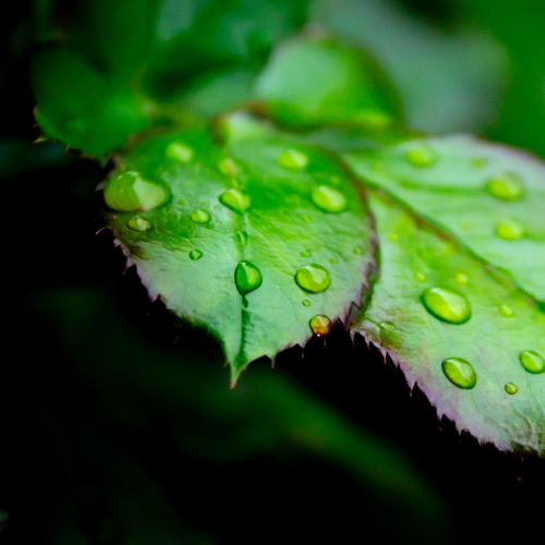 Raindrops on Rose Leaves