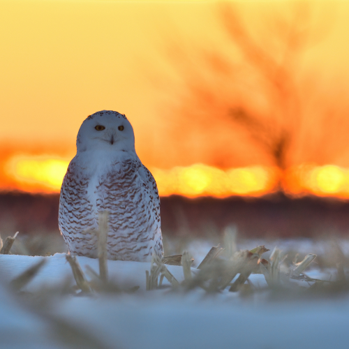  Snowy owl at sunset