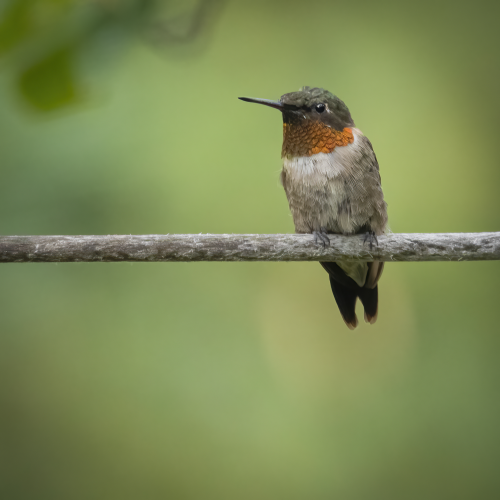 A Backyard Visitor