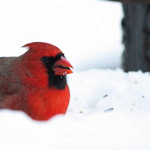 Winter Cardinal