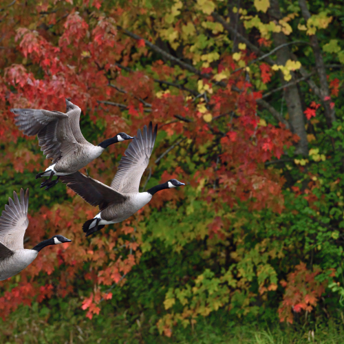 Canada geese in the autumn