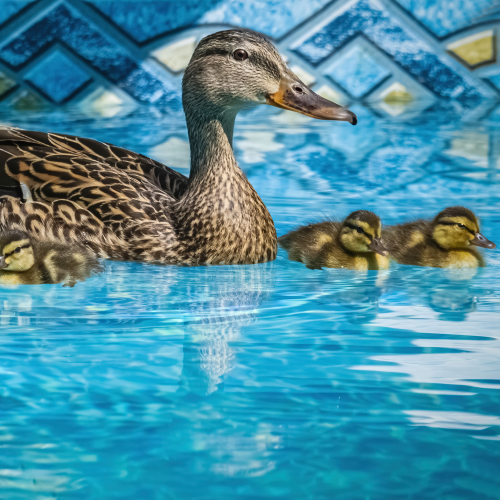 A Family Swim