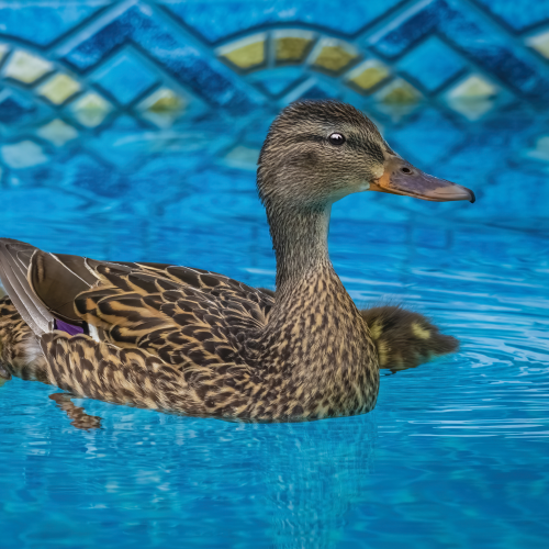 Swimming Lessons