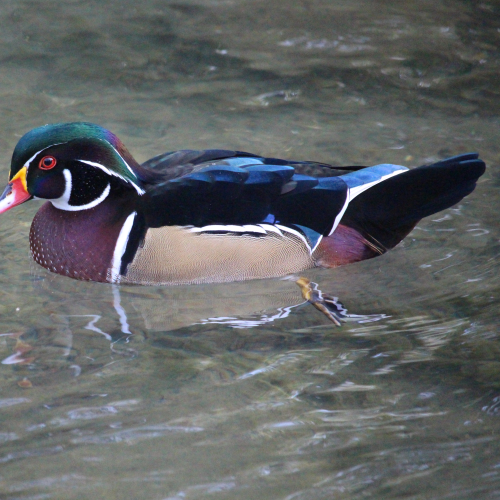 Wood Duck