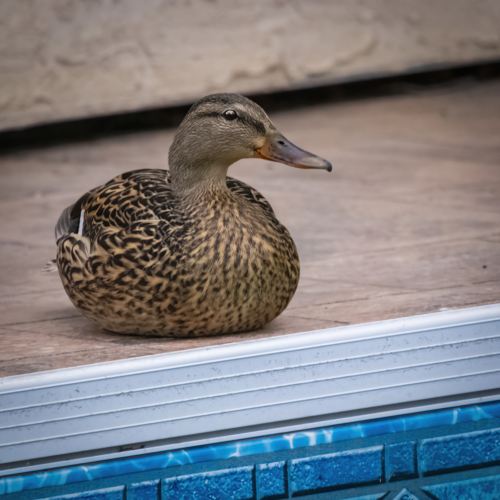 Relaxing by the Pool 