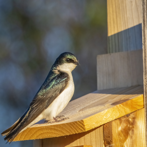 A Shining Tree Swallow