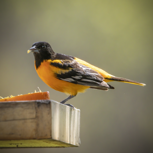 Baltimore Oriole
