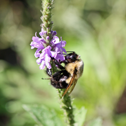Bumblebee