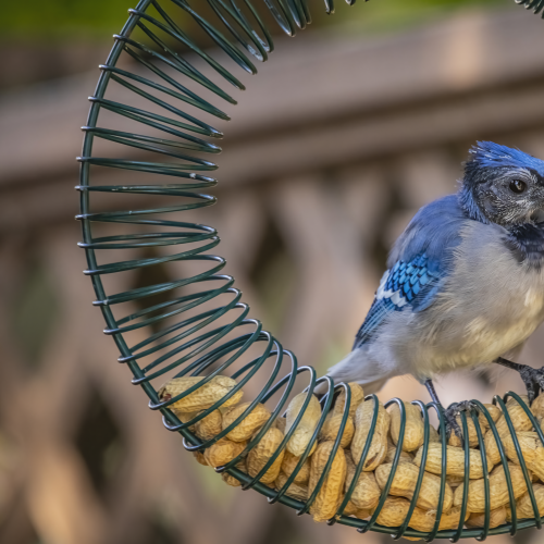 Blue Jay Fledgling