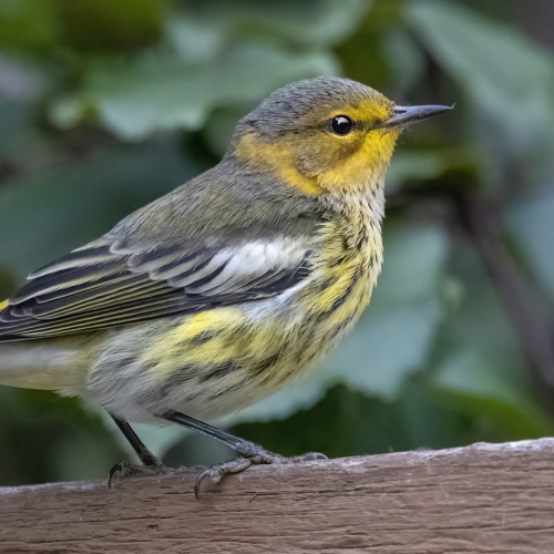 Cape May Warbler