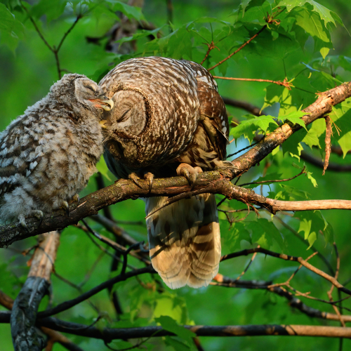 Love in the forest