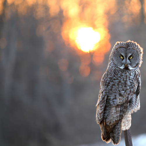 Great grey owl on fire