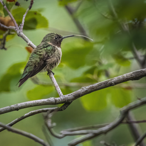 Female Ruby Throated Hummingbird 