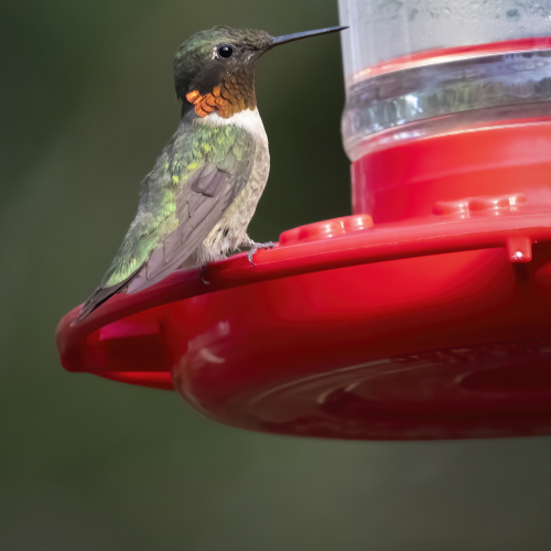 Male Ruby Throated Hummingbird 