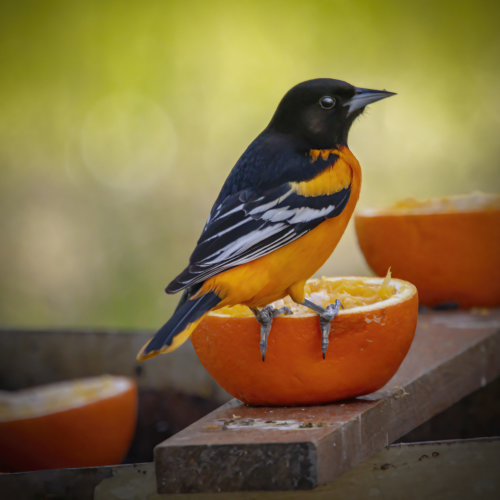 Orange You Glad to See Me?