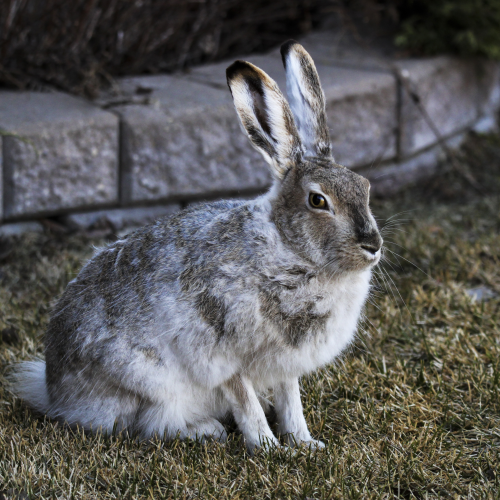 Our Neighbourhood Jack Rabbit