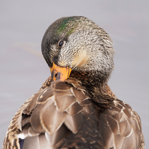 Half beak