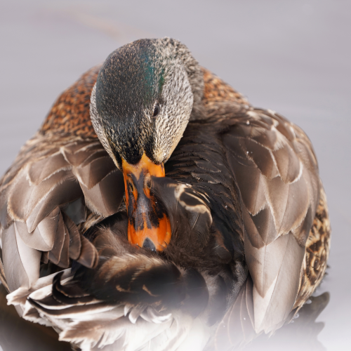 Beak and feathers