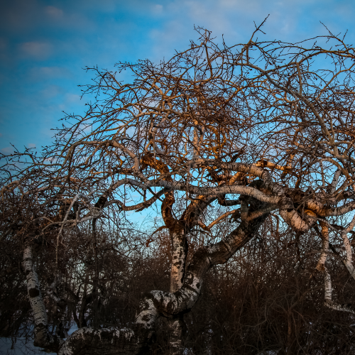 Oh What a Tangled Web We Weave!