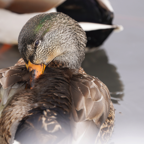 Tickling feathers