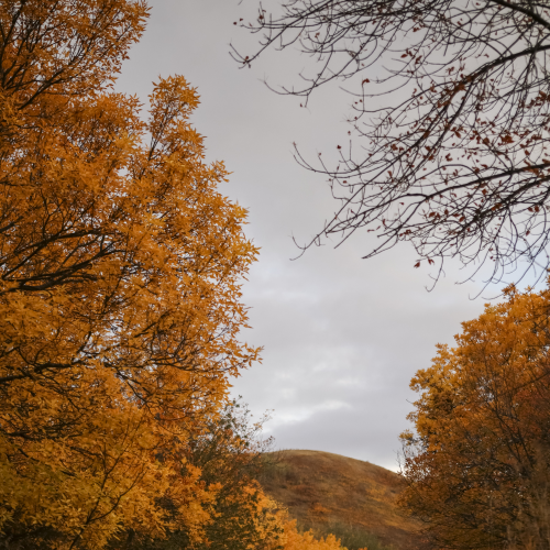 An Autumn Path