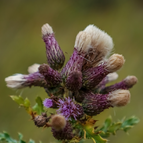 Canada Thistle