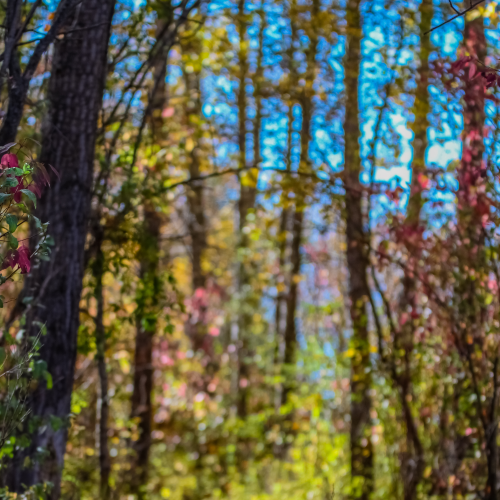 Lost in the Woods