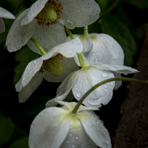 Rain Kissed