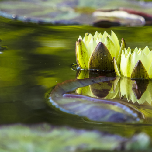 Reflection of Beauty