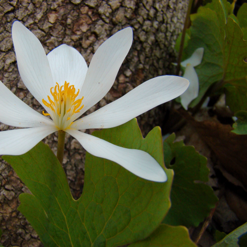The Bloodroot 