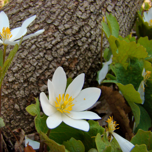 The Bloodroot 