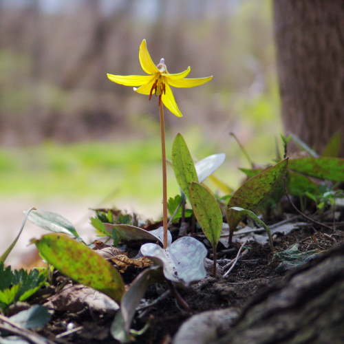 The Yellow Trout Lily  