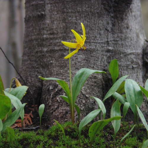 The Yellow Trout Lily  
