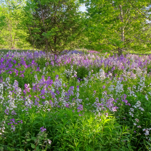 Wild phlox