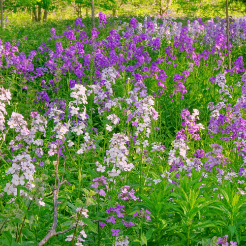 Wild phlox