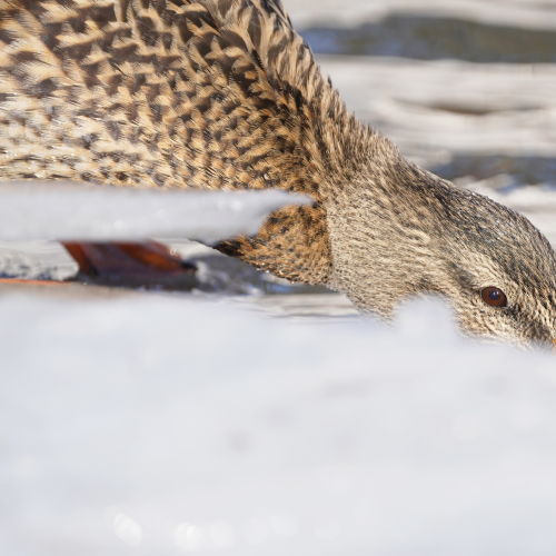 Eye and ice